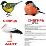 Карточки большие русские с фактами "Птицы"