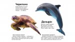 Дитяча книга "Хто це? Морські тварини"
