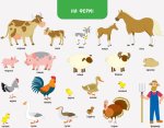Дитяча книга "Ура, ми заговорили! Хто и де?"  укр.