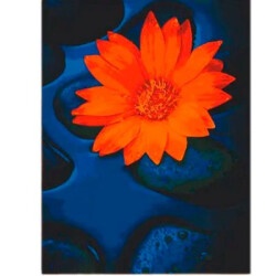 Картина по номерам Цветок лотоса